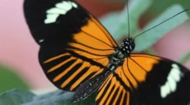 Esta mariposa amazónica es resultado de una hibridación de hace 200,000 años