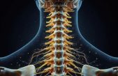 ¿Hay memoria sin cerebro? La médula espinal también recuerda