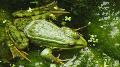 Para defenderse de sus predadores, ciertos anfibios se valen de un canto inaudible para el oído humano