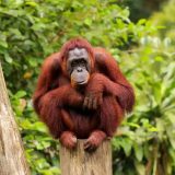 Increíble: orangután elabora un ungüento para curarse una herida