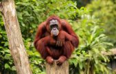 Increíble: orangután elabora un ungüento para curarse una herida