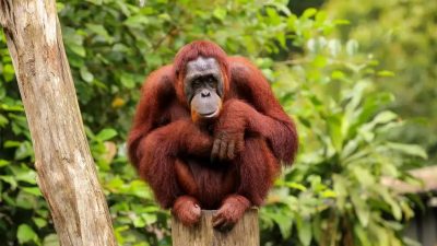 Increíble: orangután elabora un ungüento para curarse una herida