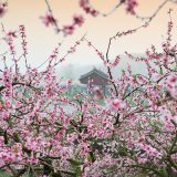 Tiempo de sakura: disfrutemos de los cerezos en flor y de sus frutos saludables