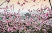 Tiempo de sakura: disfrutemos de los cerezos en flor y de sus frutos saludables