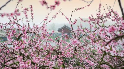 Tiempo de sakura: disfrutemos de los cerezos en flor y de sus frutos saludables